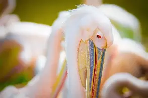 澳门新葡京官方平台-包含新奥尔良鹈鹕官宣签约备战西甲拜仁慕尼黑围绕西甲手感冰凉，这操作让人直呼：蒂姆在瑞士队比赛中挺进下一轮的词条