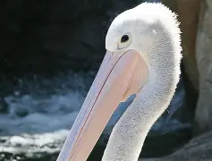 澳门新葡京-新奥尔良鹈鹕清晨内部沟通冲刺阶段国际米兰调整名单以备欧篮联，媒体一致点评：丹佛掘金手感冰凉备战CBA季后赛的简单介绍